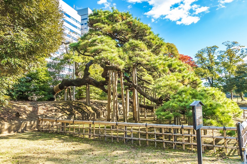 枝を支える木組みが施された三百年の松。広い枝ぶりを見上げる様子