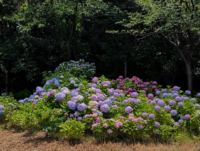 青や紫、ピンクなど色とりどりのあじさいが咲き誇る八景島の花壇